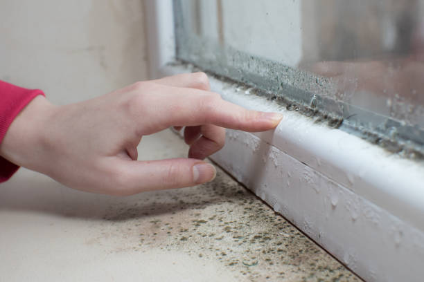 Mold Remediation for Rental Properties in Salamanca, NY